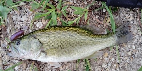 ブラックバスの釣果
