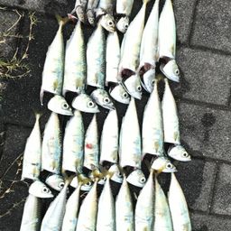 サバ