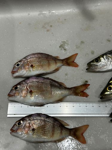 碧南海釣り公園