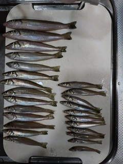 キスの釣果
