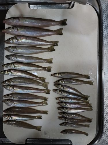 キスの釣果