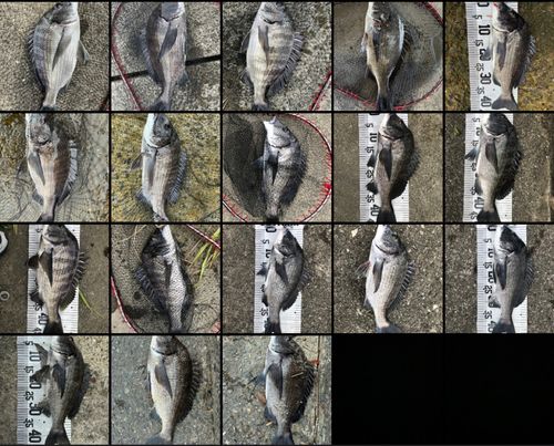 チヌの釣果