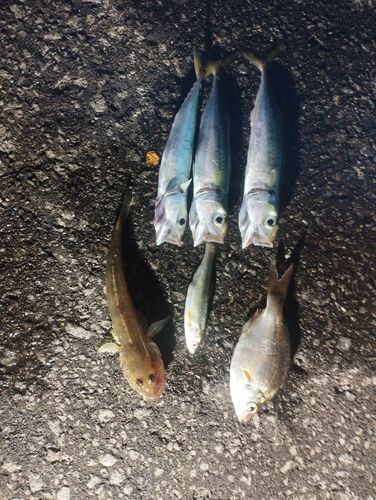 ウミタナゴの釣果