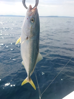 コゾクラの釣果