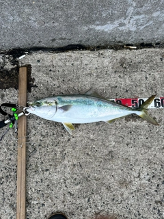 ハマチの釣果