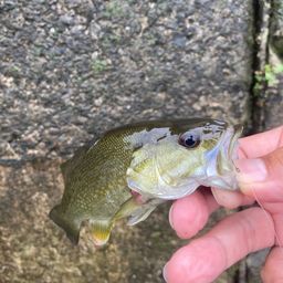 スモールマウスバス