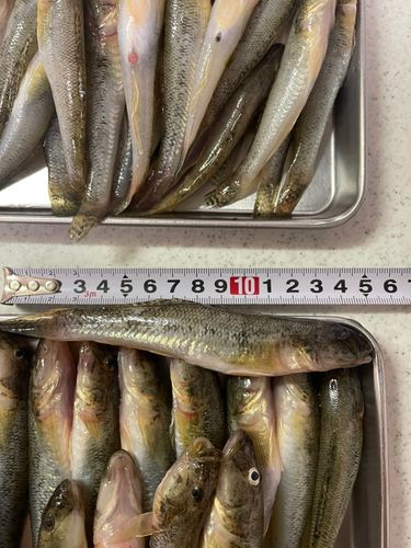ハゼの釣果