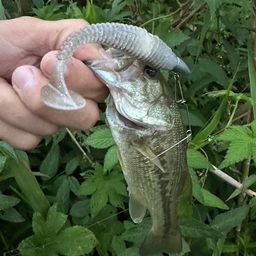 ブラックバス