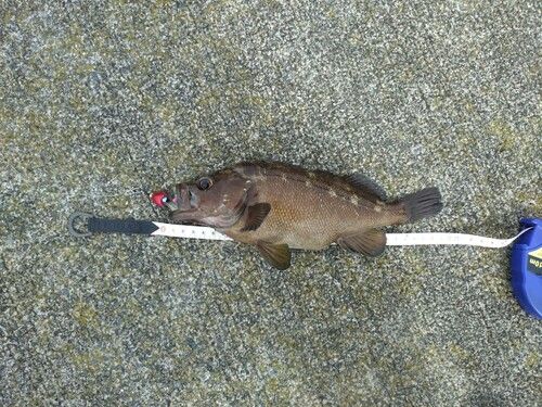 ガヤの釣果
