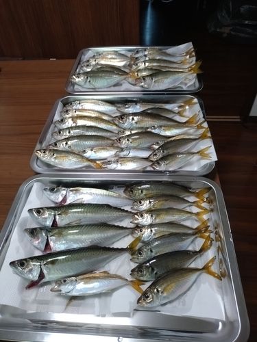 マアジの釣果