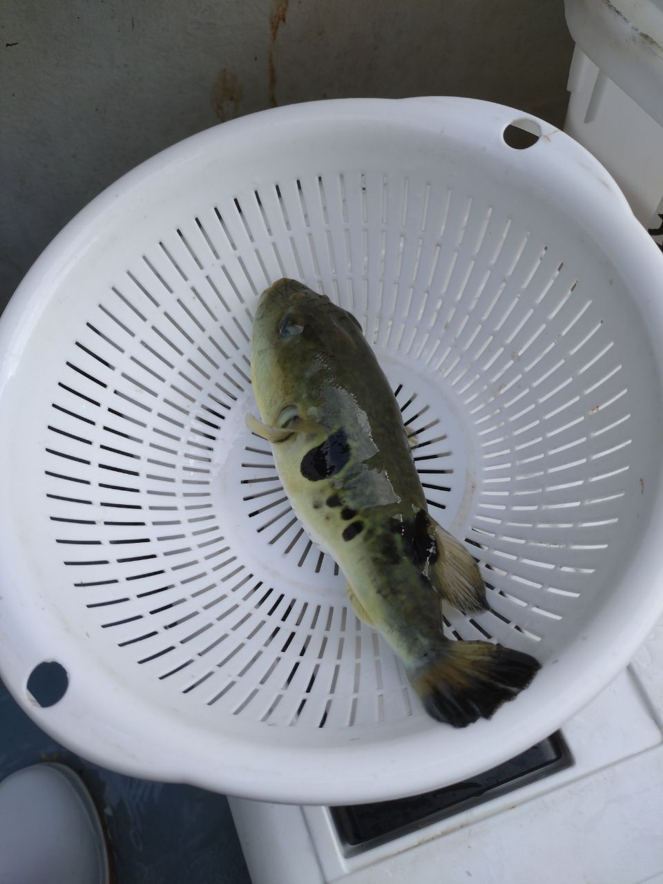 JINJINJINさんの釣果 2枚目の画像