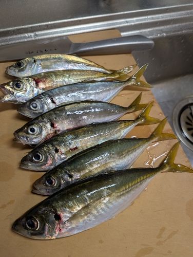 アジの釣果