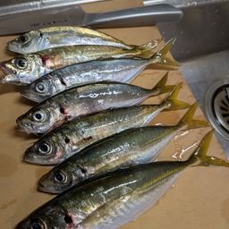 アジ