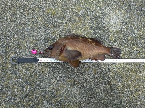ガヤの釣果