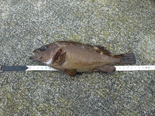 ガヤの釣果