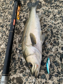 フッコ(マルスズキ)の釣果