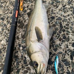 フッコ（マルスズキ）