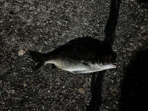 チンチンの釣果