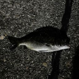 チンチン