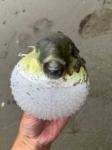 フグの釣果