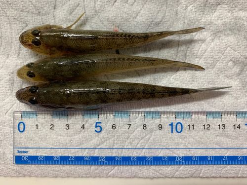 ハゼの釣果