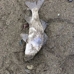 セイゴ（ヒラスズキ）