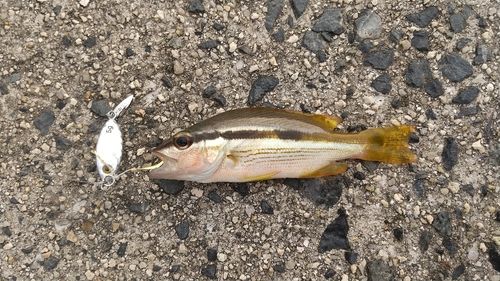 ヨコスジフエダイの釣果