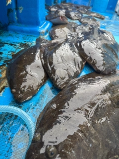 ヒラメの釣果