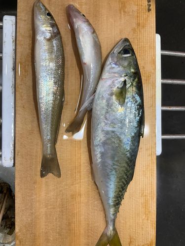 シロギスの釣果