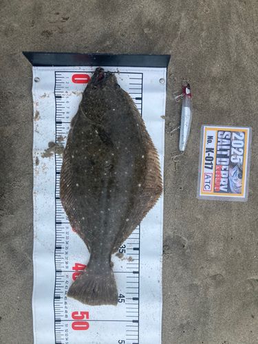 ヒラメの釣果