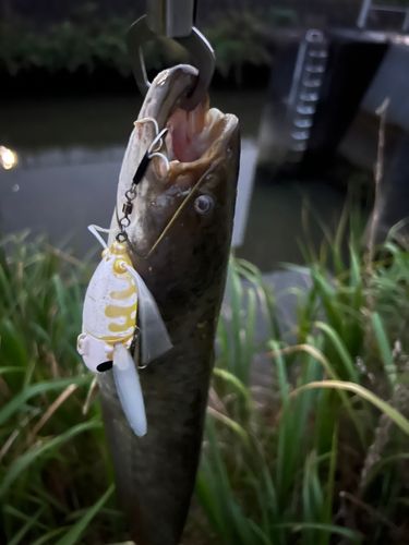 ナマズの釣果