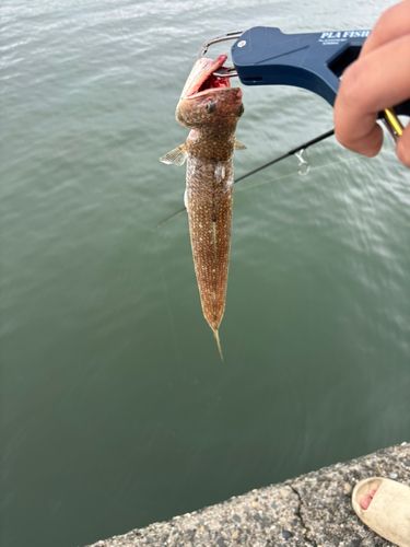 エソの釣果