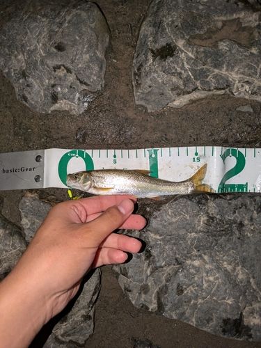 ウグイの釣果