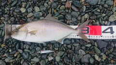 ショゴの釣果