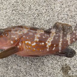 アコウ
