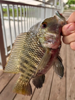 ティラピアの釣果