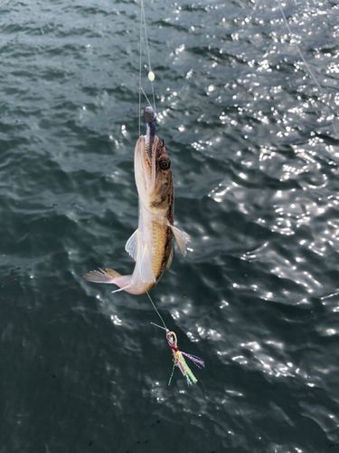 エソの釣果