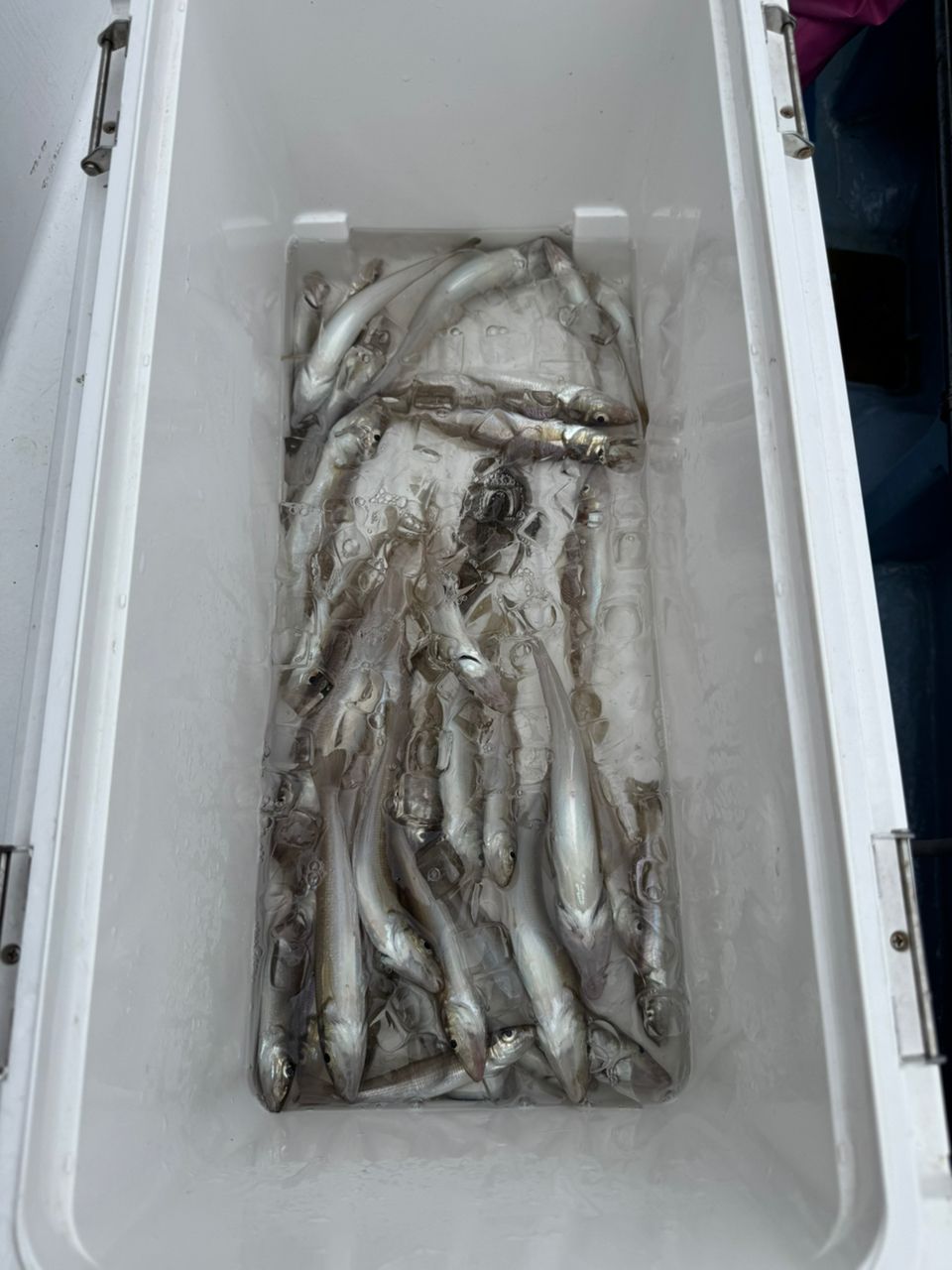 kunchanさんの釣果 1枚目の画像