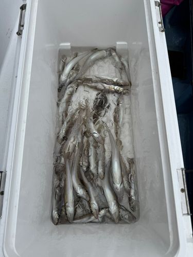キスの釣果