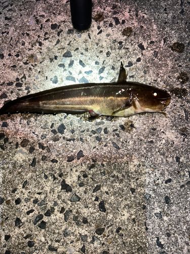 ゴンズイの釣果