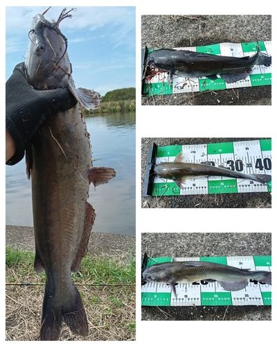 アメリカナマズの釣果
