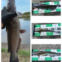 アメリカナマズ