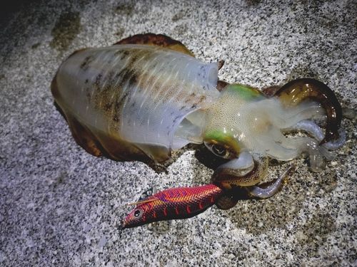 アオリイカの釣果