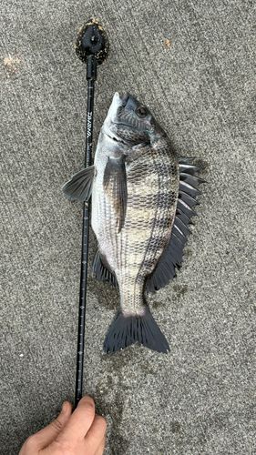 クロダイの釣果