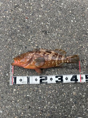 キジハタの釣果