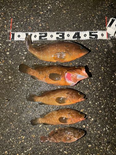 キジハタの釣果