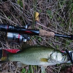 ラージマウスバス