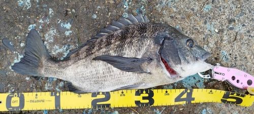 クロダイの釣果