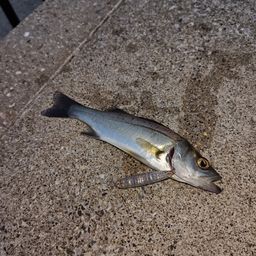 セイゴ（マルスズキ）