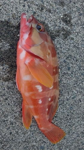 駿河湾